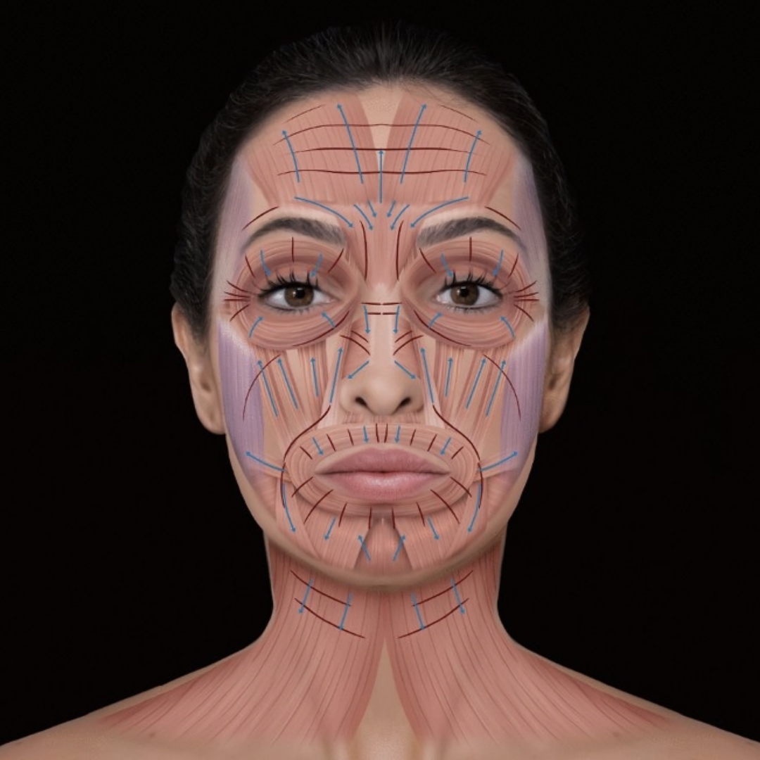 facial anatomy - Aesthetic Medical Practitioner